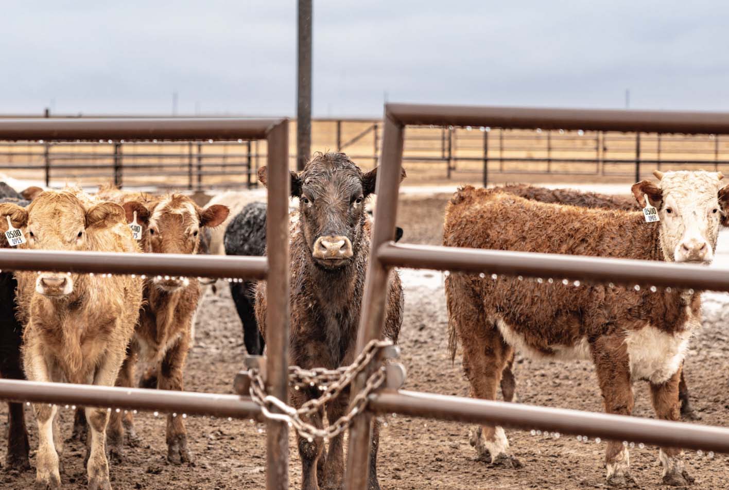 Close up of a pen of wet cattle in the rain